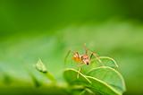 red ant spider in green nature