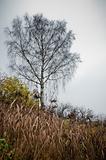 Lonely birch with dried grass