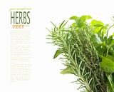 Herbs with copyspace