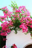 Bougainvillea spectabilis on the white wall 