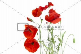 Poppies isolated on white background / focus on the foreground /