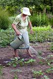 Senior woman working in garden