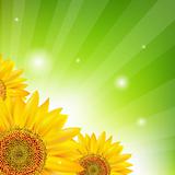 Sunflower And Sunburst