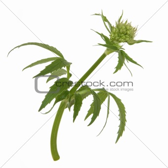 Valerian Herb Flower Bud