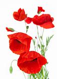 Poppies isolated on white background / focus on the foreground 