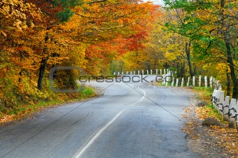 Autumn road in forest