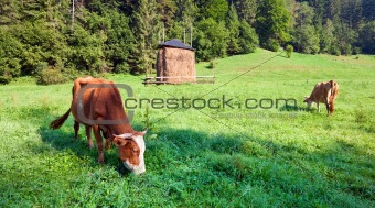 Summer morning country landscape with cows