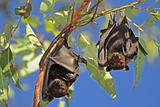 Black flying-foxes