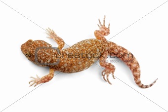 African barking gecko