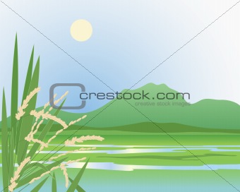 paddy field background