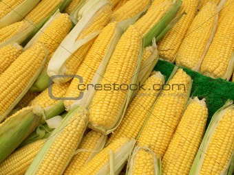 Lots of colorful sweetcorn corn cobs close up.