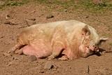 A pig having an afternoon nap.