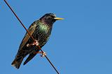 A starling bird perched on a wire.