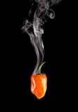 Smoking Hot Orange Habanero Pepper (Capsicum Chinense)
