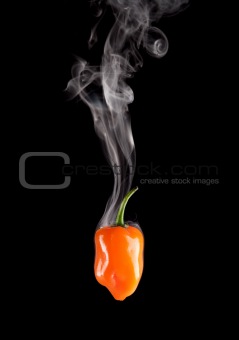 Smoking Hot Orange Habanero Pepper (Capsicum Chinense)