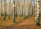 Pathway in autumn birch grove in october