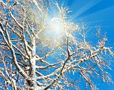 Sunshine in winter tree twigs