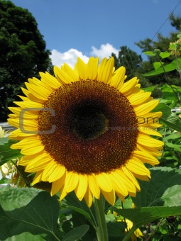 Sunflower on a sunny day