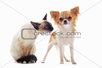 puppy chihuahua and siamese kitten