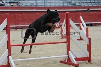 rottweiler in agility