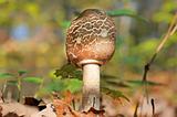 Macrolepiota procera or Parasol mushroom
