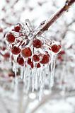 Red Berries With Icicles