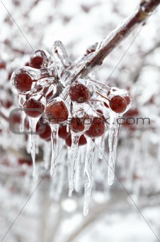 Red Berries With Icicles