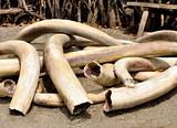 Ivory Tusks 