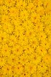Group of Rudbeckia laciniata flower heads - yellow daisy background