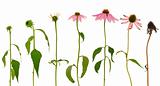 Evolution of Echinacea purpurea  flower  isolated on white background