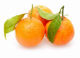 Tangarines