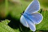 Blue butterfly (Lycaenidae family) in sunlight.