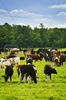 Cows in pasture