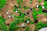 Puffins nesting in Newfoundland