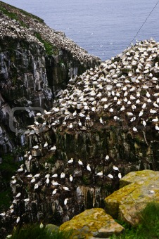 Cape St. Mary's Ecological Bird Sanctuary in Newfoundland