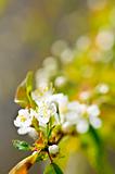 Gentle white spring flowers