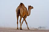 Camel in the desert. 