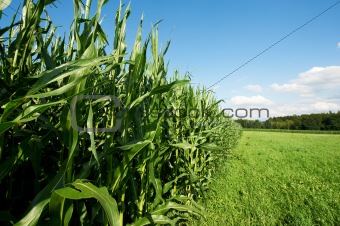 Fodder Corn 
