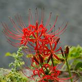 Red spider lily, Lycoris radiata