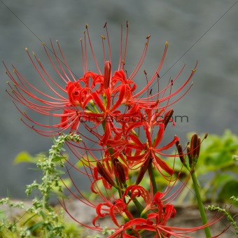 Red spider lily, Lycoris radiata