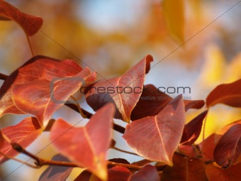 Autumn leaves 2