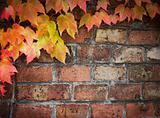 Ivy over brick wall