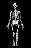  Skeleton. Human anatomy.
