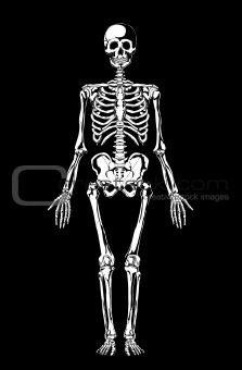  Skeleton. Human anatomy.
