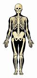 Human anatomy. Skeleton
