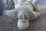 man dead in pompeii 