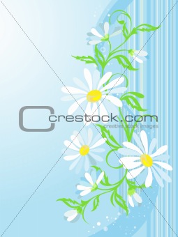 vector floral background with camomiles