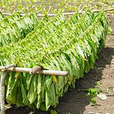 tobacco harvest, Ciego de Avila Province, Cuba