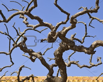Twisted Tree Branches