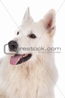 white Shepherd dog